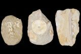 Flat: Cretaceous Marine Vertebrate Fossils - Pieces #81326-3